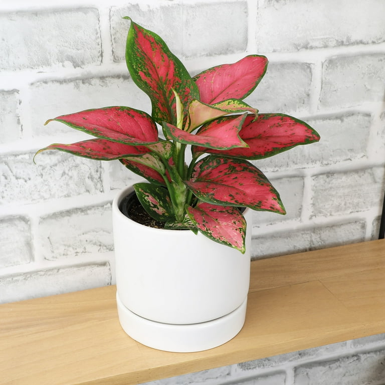 Altman Plants 4.25 in. Pink Chinese Evergreen Aglaonema Beauty Live House Plant in Grower Pot