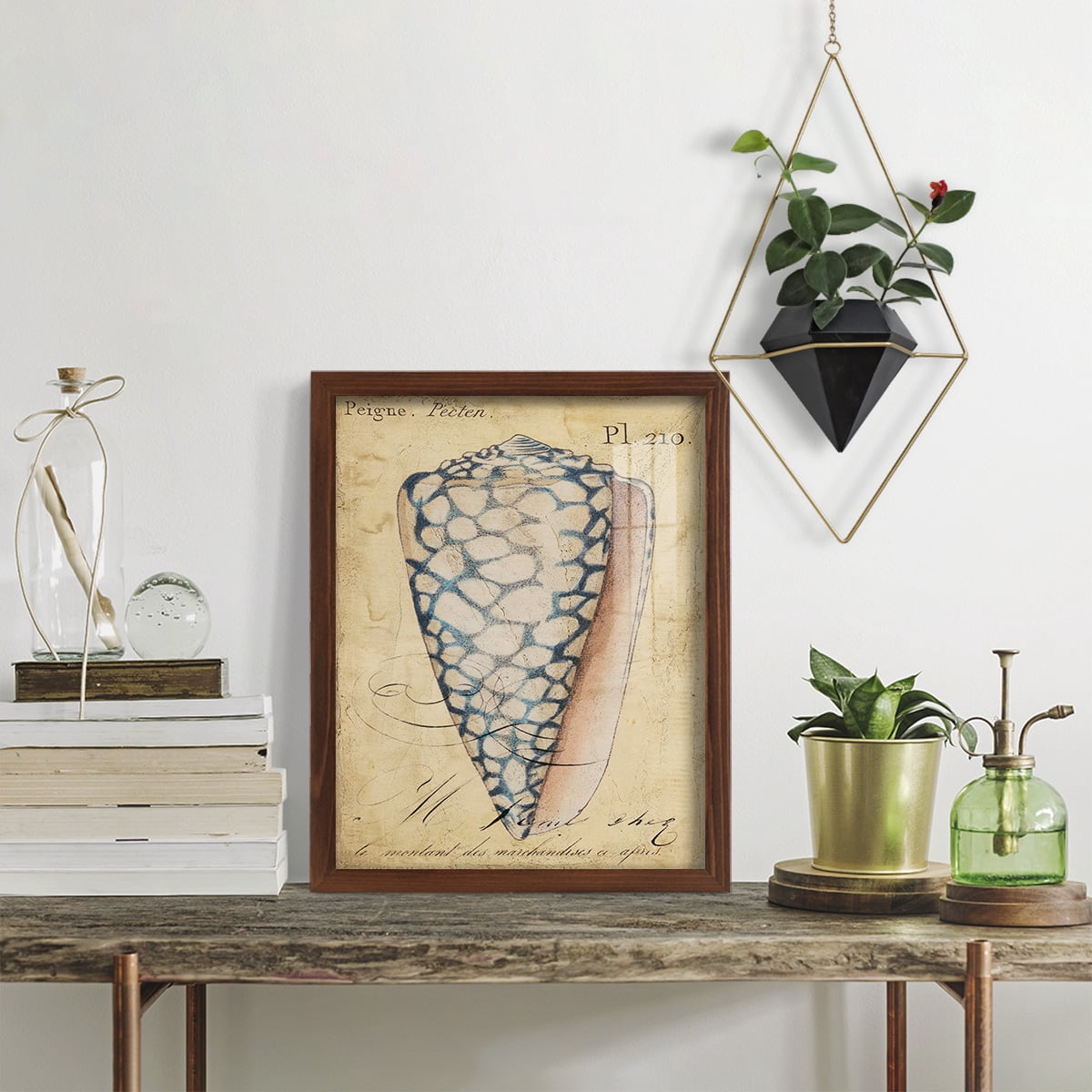 Seashell Ephemera IV - Framed Print w/glass - Chestnut