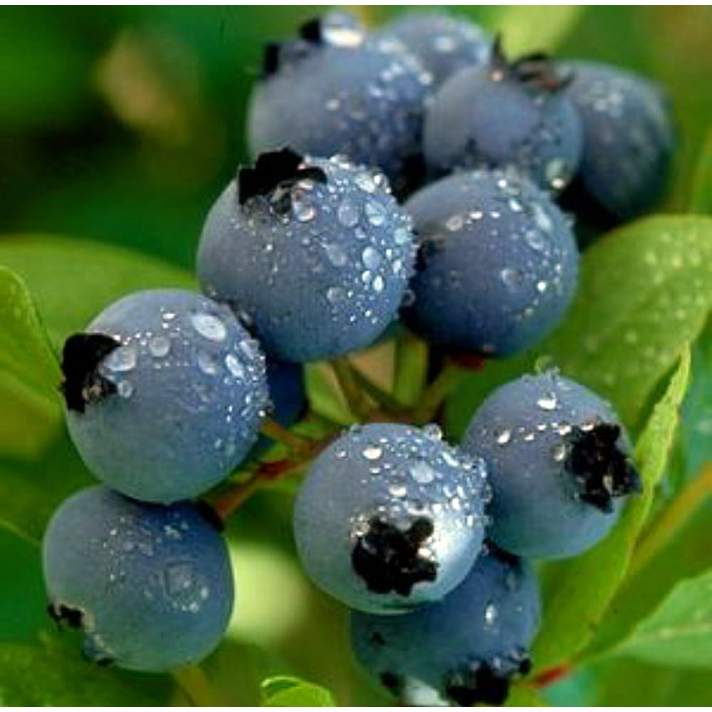 North Sky Dwarf Blueberry Plant 1 to 2 lbs. per Bush