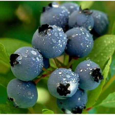 North Sky Dwarf Blueberry Plant - 1 to 2 lbs. per Bush - Quart (Best Shade Plants For North Texas)