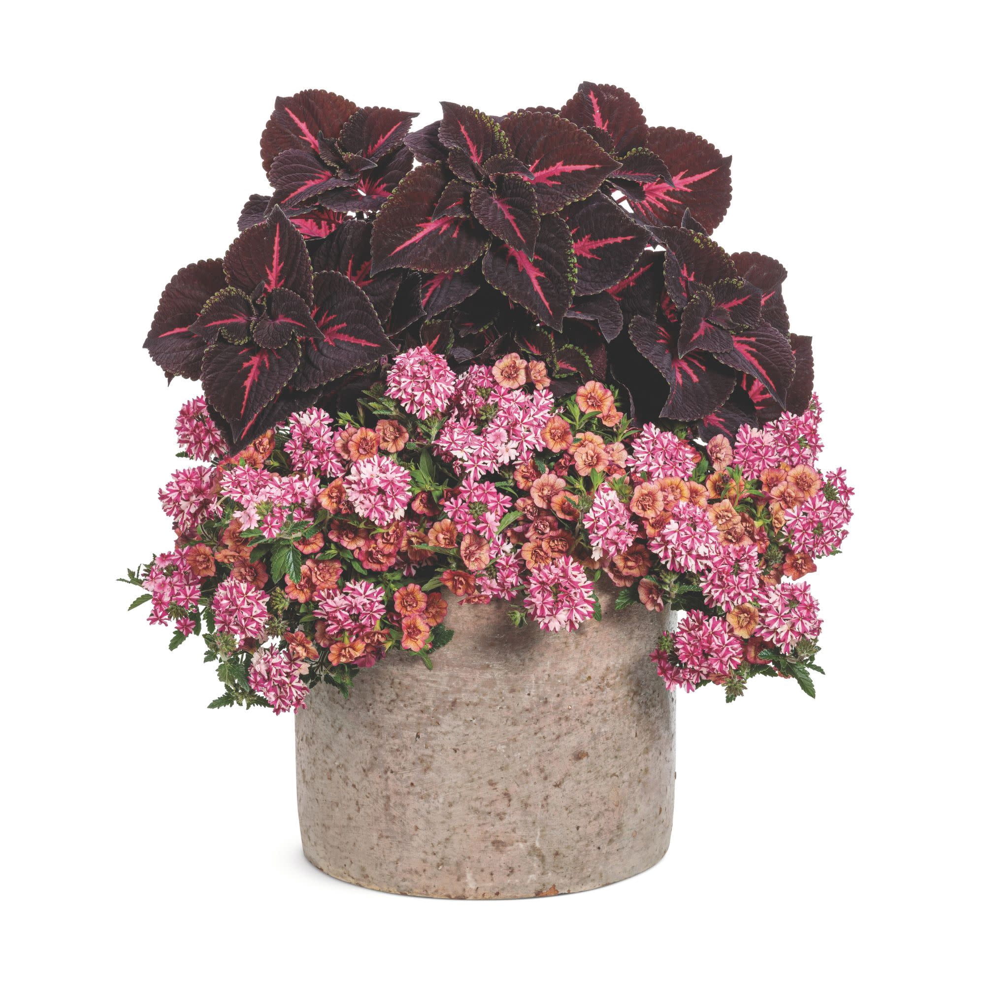 Proven Winners 4" Multicolor Superbena Cherryburst Verbena Live Plant in 4.25" Pot (4 Count)