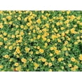 thumbnail image 5 of 100 Yellow PORTULACA MOSS ROSE Portulaca Grandiflora Succulent Flower Seeds, 5 of 11