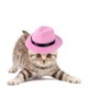 thumbnail image 4 of Sombrero de vaquero para mascotas Yinane gorra de Cosplay para perro gato disfraz de conejo cordón ajustable accesorios para el cabello Rosado, 4 of 7