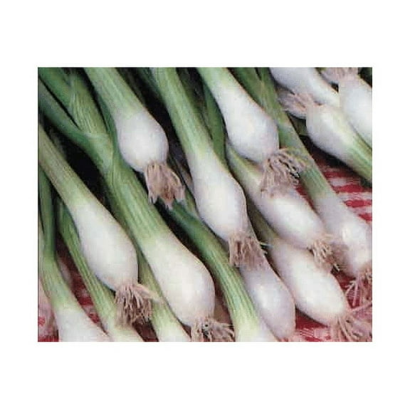 Onion Green Bunching Great Heirloom Vegetable by Seed kingdom 1 Oz Seeds