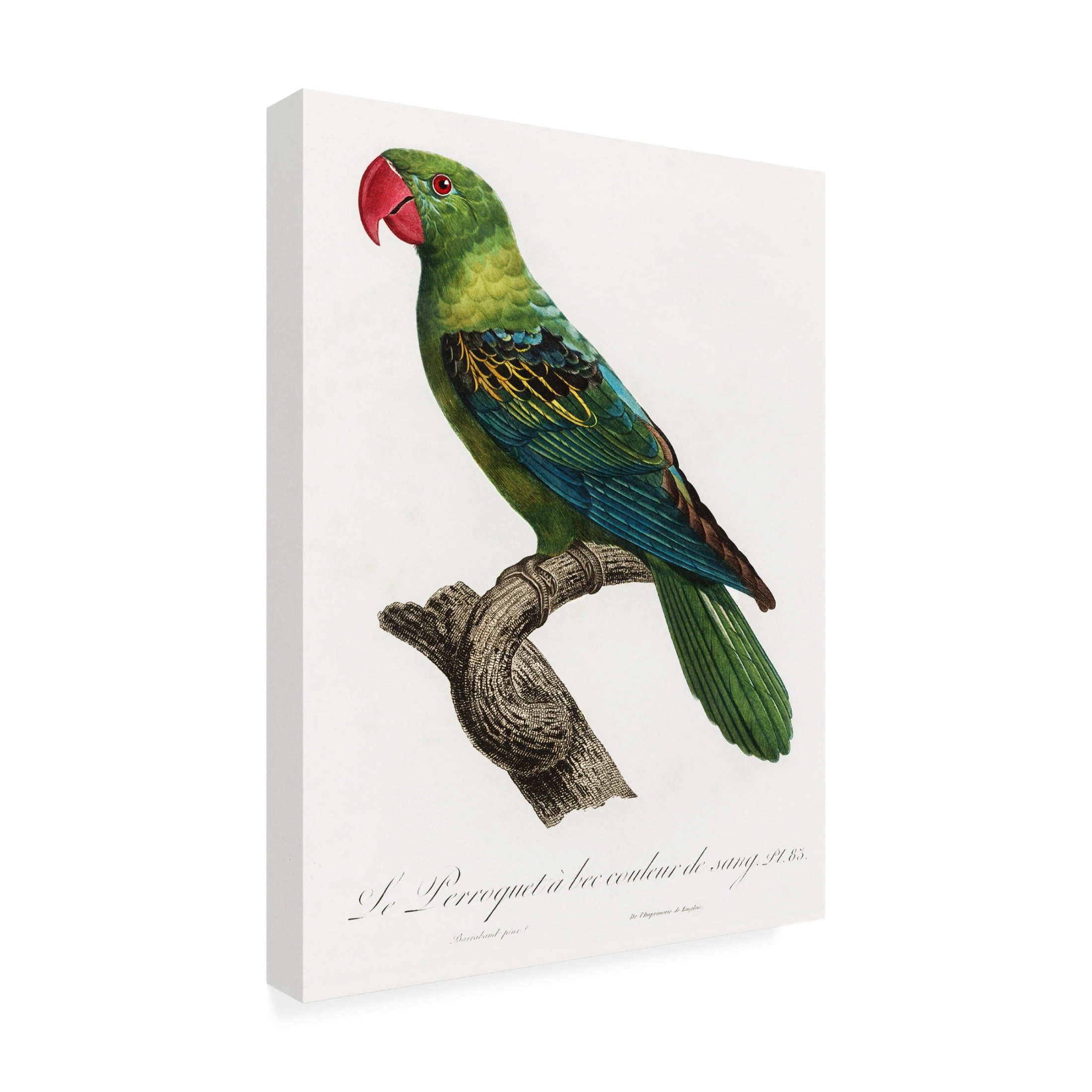 Trademark Fine Art Francois Levaillant Levaillant Parrot X Canvas Wall Art
