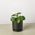 thumbnail image 5 of House Plant Shop 4" Pilea Peperomioides Chinese Money Live Plants in 4" Pots, 5 of 13