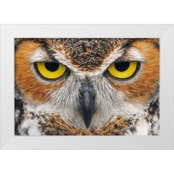 Jones, Adam 14x11 White Modern Wood Framed Museum Art Print Titled - Close-up of Great horned owl