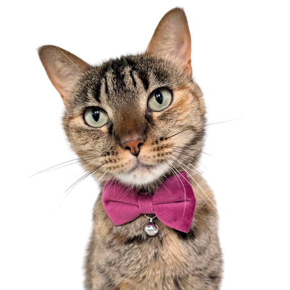 Kiokatt Velvet Bowtie Cat Collar with Bell – Breakaway Safety Buckle – Purple, Adjustable 7.5–11 in