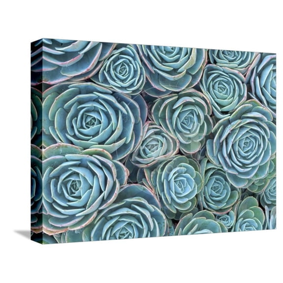 Succulents, Botanical Stretched Canvas Wall Art by Darrell Gulin Sold by Art.Com