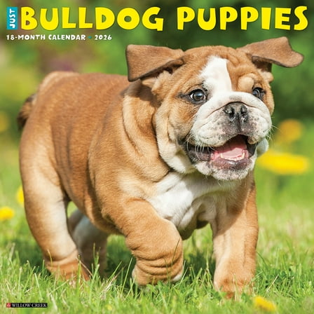 Bulldog Puppies 2026 Wall Calendar