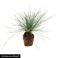 thumbnail image 4 of 1 Gal. Pot, Elijah Blue Fescue Ornamental Grass Potted Perennial Plant - 1 plant per offer, 4 of 4