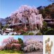 thumbnail image 1 of Fuente de 20 piezas, cerezo llorón, planta de jardín NikouMX Muebles, 1 of 5