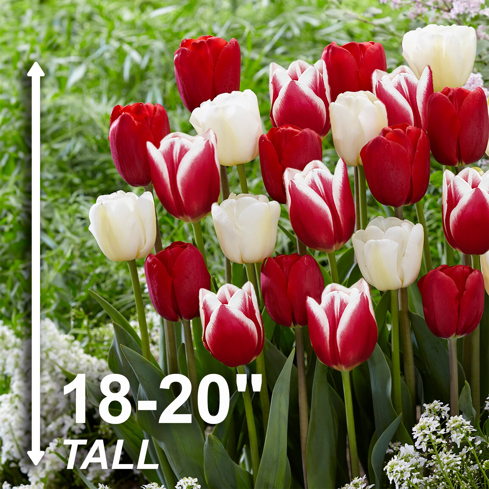 Garden State Bulb Triumph Candy Cane Mix Tulip Flower Bulbs, 12/+ cm (Bag of 50)