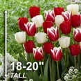 thumbnail image 4 of Garden State Bulb Triumph Candy Cane Mix Tulip Flower Bulbs, 12/+ cm (Bag of 50), 4 of 8