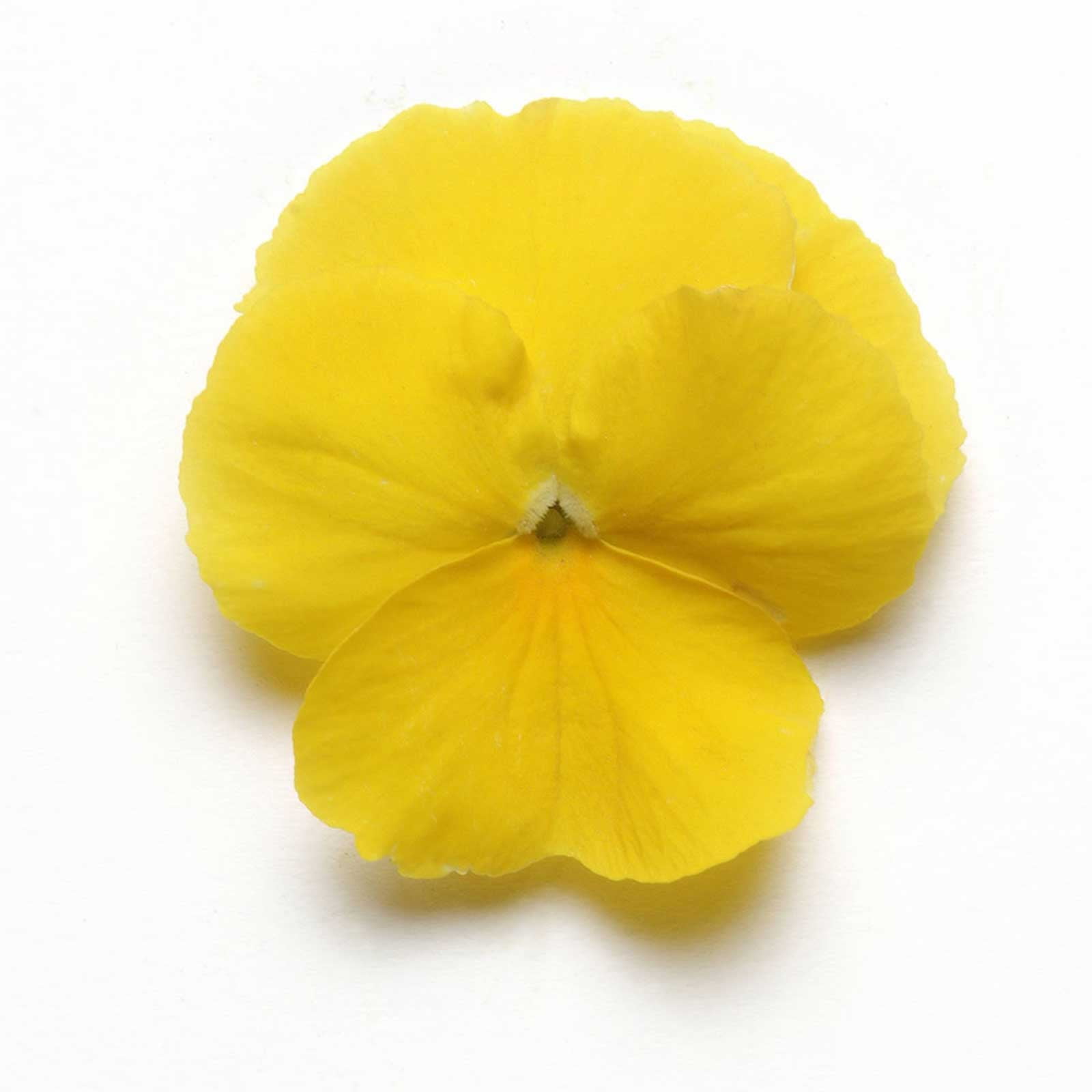Pansy Flower Garden Seeds Cool Wave Series Golden Yellow 100