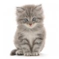 thumbnail image 2 of Kitten White Wall Decal by Wallmonkeys Peel and Stick Graphic (36 in H x 36 in W) WM278061, 2 of 4