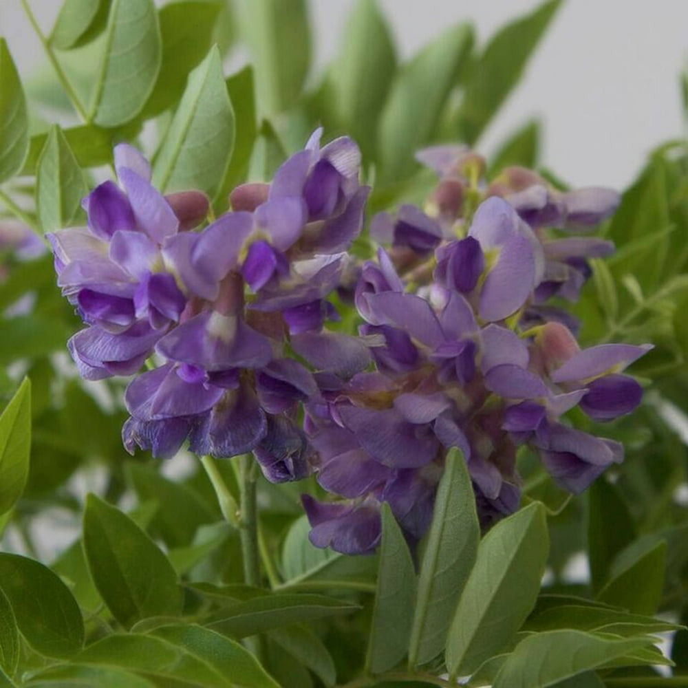 Amethyst Falls Wisteria Climbing Vine with Purple