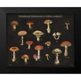 thumbnail image 2 of Wild Apple Portfolio 24x20 Black Modern Framed Museum Art Print Titled - Mushroom Chart I, 2 of 5
