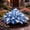 B, variant on `Hosta Flower Bulbs, Easy‑Grow Low Maintenance Perennial, Suitable for Garden Beds, Borders, Pots and Planters`