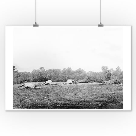 Cedar Mountain, VA - Dead Horses on the Battlefield Civil War Photograph (9x12 Art Print, Wall Decor Travel