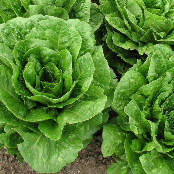 Lettuce Seeds - Crisphead - Blonde De Paris - .25 Oz ~6,250 - Lactuca sativa - Farm & Garden Vegetable Seeds - Non-GMO, Heirloom, Open Pollinated, Annual