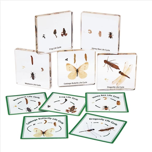 Excellerations Insect Life Cycle Specimens - Set of 5