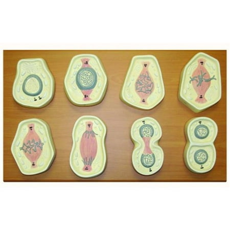 Mitosis Model - Cell Mitosis Model