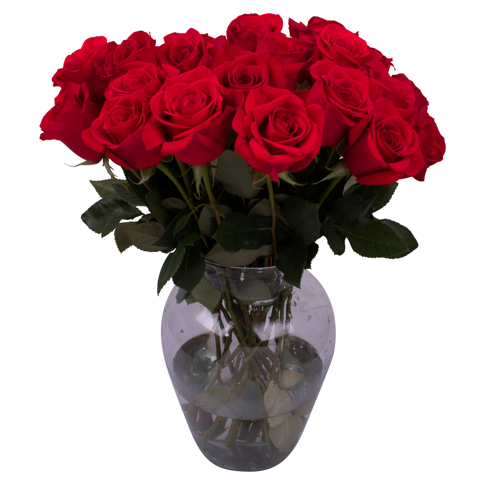 Red Roses and 6 More Colors 12, 24, 50 or 100 Roses Free Farm