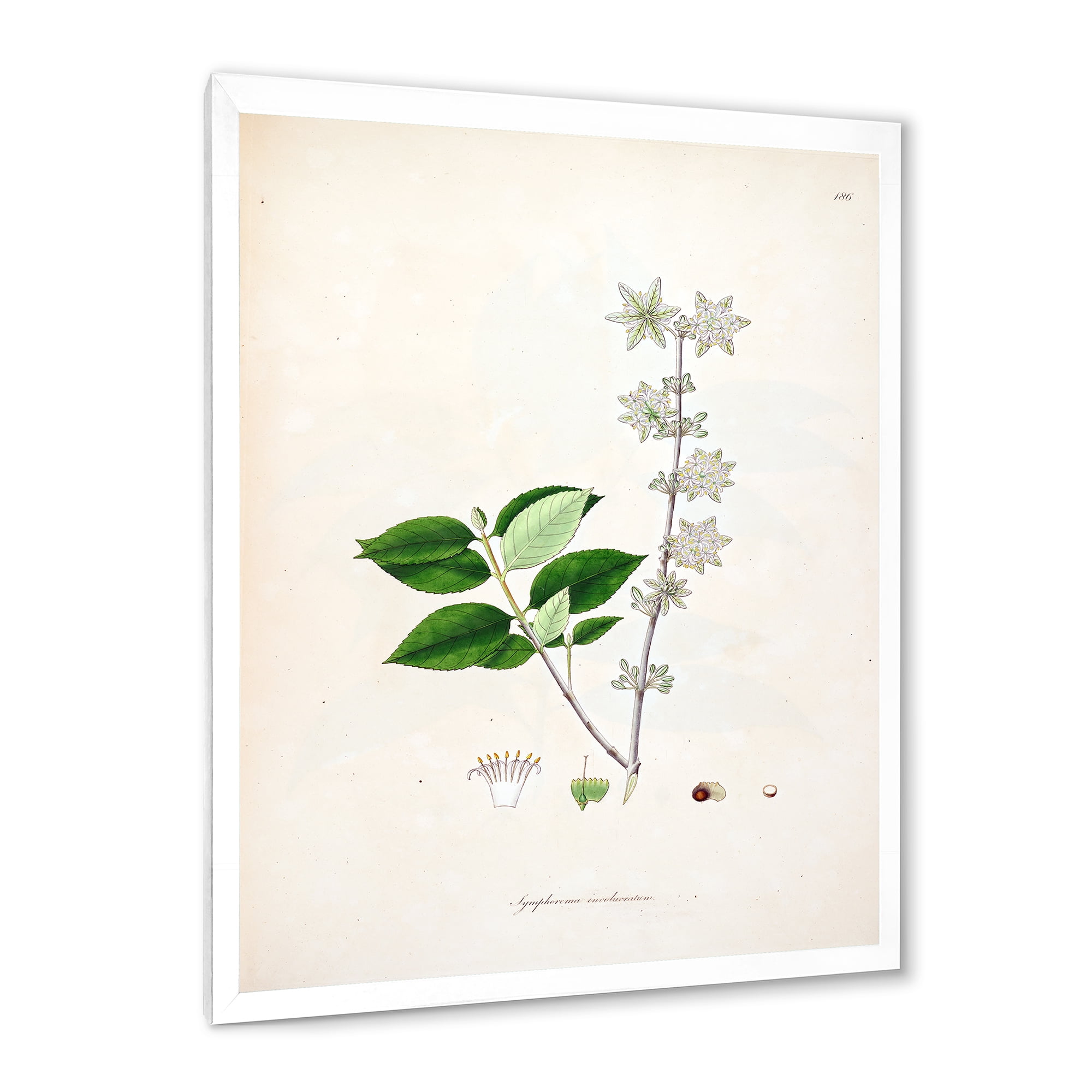 Designart 'Ancient Botanicals XV' Farmhouse Framed Art Print