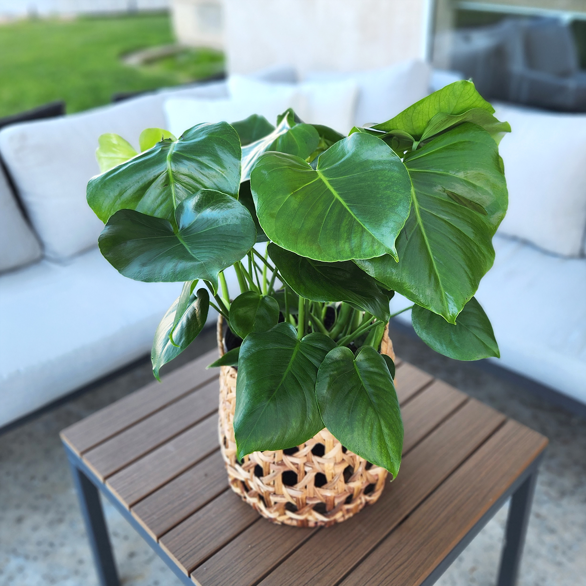 Monstera Tauerii in 10" Grower Pot, Air Purifying Live Plant