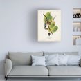 thumbnail image 3 of John James Audubon 'White Crowned Sparrow' Canvas Art, 3 of 3