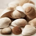 thumbnail image 2 of Carpentieri, Natalie 20x20 Black Ornate Wood Framed with Double Matting Museum Art Print Titled - Beach Treasures I, 2 of 4