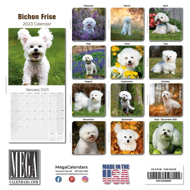 2022-2023-bichon-frise-calendar-dog-breed-monthly-wall-calendar-12-x-24-open-thick-no-bleed-paper-giftable-academic-teacher-s-planner-calendar-organizing-planning-made-in-usa-walmart-com
