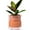 Terracotta, variant on ‌EFISPSS 6" Self-Watering Ceramic Planter for African Violets - Green Gradient | Natural Home Decor