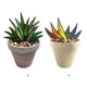 thumbnail image 5 of Naiovety 1x Mini acrílico Aloe planta en maceta decoración jardín adorno DIY decoración clásica Decoración, 5 of 6