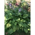 thumbnail image 2 of Purple Flowering Hosta Plants, 2 of 5
