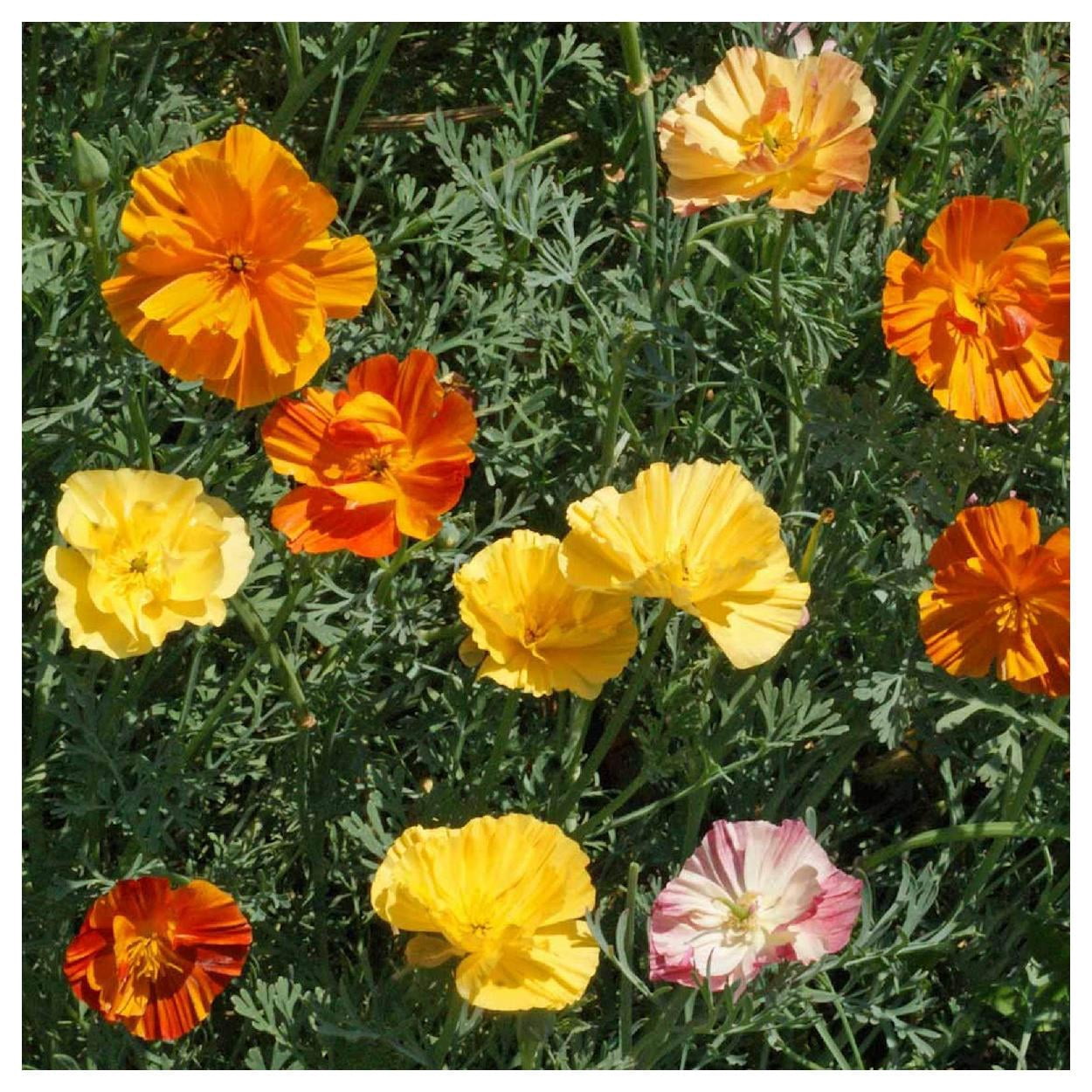 Everwilde Farms - 1 lb Ballerina Mixed California Poppy Garden Flower Seeds - Gold Vault Bulk Seed Packet