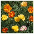 thumbnail image 4 of Everwilde Farms - 1 lb Ballerina Mixed California Poppy Garden Flower Seeds - Gold Vault Bulk Seed Packet, 4 of 4
