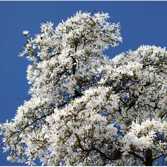 10 KOBUS MAGNOLIA TREE aka Japanese Magnolia or Kobushi - White Pink 4" Fragrant Flower Seeds