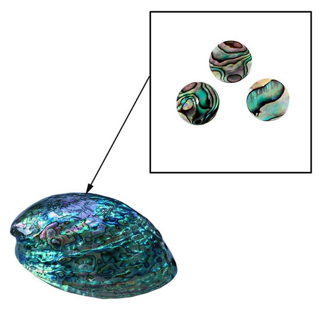 Boutons de Trompette en Forme de Coquille d'Ormeau, Boutons de Touche de Trompette, 3 Pcs 0,51 Pouce pour Instrument de Musique Trompette
