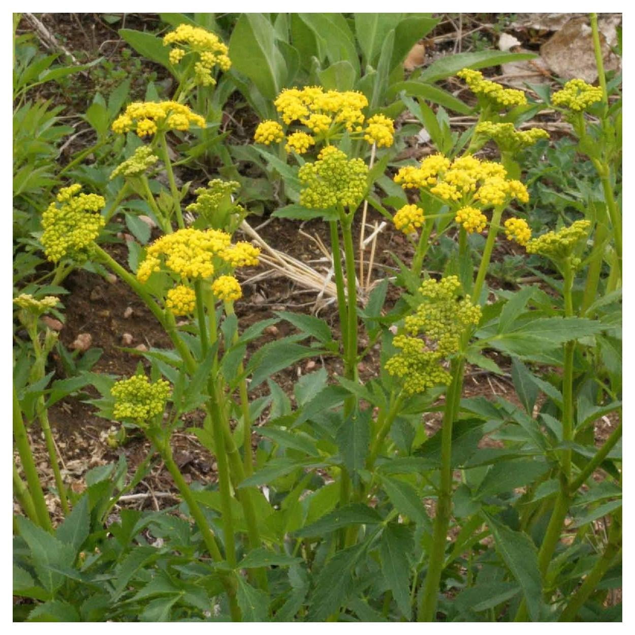 Everwilde Farms - 1/4 lb Golden Alexanders Native Wildflower Seeds - Gold Vault Bulk Seed Packet