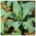 thumbnail image 3 of Everwilde Farms - 1 oz White Vienna Kohlrabi Seeds - Gold Vault Bulk Seed Packet, 3 of 3