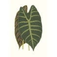 thumbnail image 2 of Vision Studio  11x14 Black Ornate Wood Framed with Double Matting Museum Art Print Titled - Collected Leaves V, 2 of 4