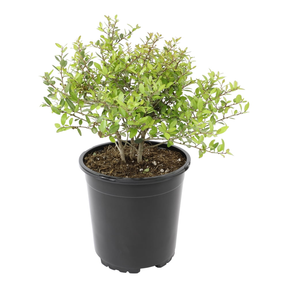 Expert Gardener Stoke's Dwarf Yaupon Holly Outdoor Shrubs, Part Shade Garden Plants, 2.5 Qt. Pot, Part Sun