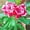 A, variant on Desert Rose, Low Maintenance - Easy Grow - Ideal for Beds Borders, Plant Pots & Planters