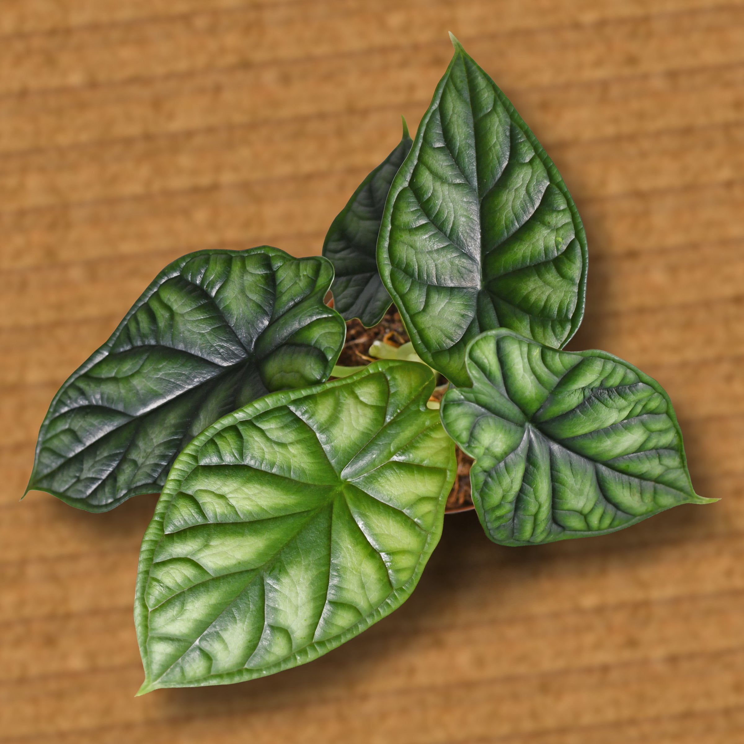 6 in. Alocasia Dragon Scale Plant in Grower Container