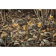 thumbnail image 2 of Goebel, Wilhelm 32x23 Black Ornate Wood Framed with Double Matting Museum Art Print Titled - Early Brood - Woodcock Young, 2 of 4