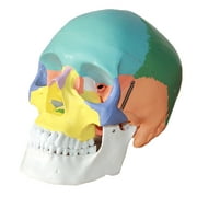 MIARHB Human Skull 1:1 Model Anatomical Anatomy Teaching Studying Teaching Supply