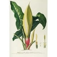 thumbnail image 2 of Georg Dionysius Ehret 13x18 Black Ornate Wood Framed Double Matted Museum Art Print Titled - Arum (1750-1773), 2 of 5