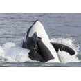 thumbnail image 2 of Paulson, Don 24x17 White Modern Wood Framed Museum Art Print Titled - USA, Alaska Orca whale breaching, 2 of 4